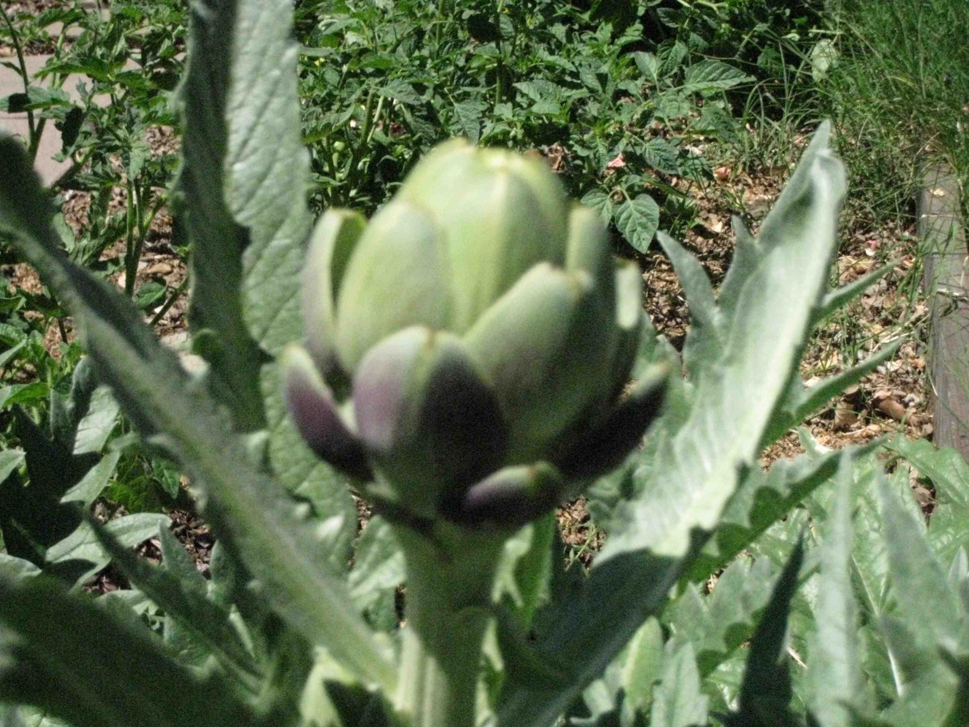 artichokelowres.jpg