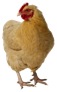 chicken.jpg