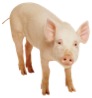 pig.jpg