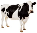 cow.jpg